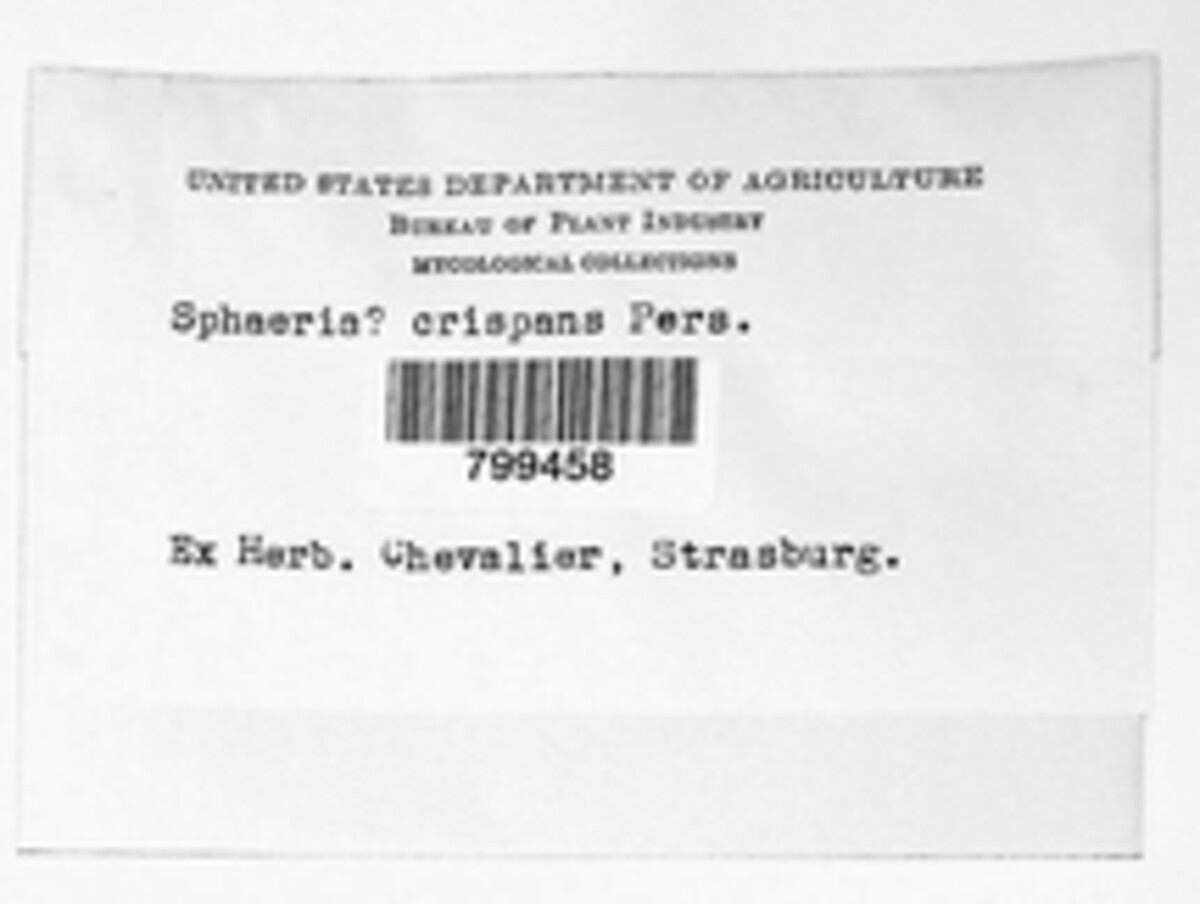 Sphaeria crispans image